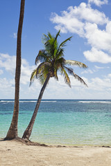 palm tree at tropical beach