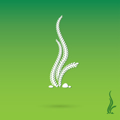 Seaweed label