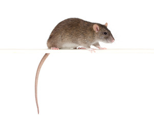 rat on a perch