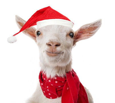 funny goat with a red santa cap