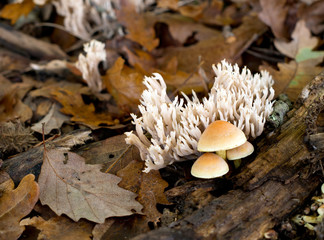Clavulina and Sulphur tuft wild fungi,mushrooms in oak wood