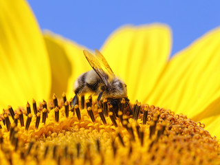 bumblebee