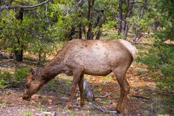 Elk Deer grazing in Arizona Grand Canyon Park