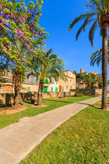 Fototapeta premium Alley in a park spring season blooming trees, Alcudia, Majorca