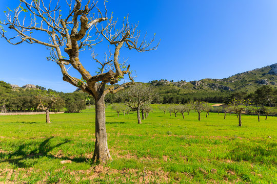 Tree in orchard plantation in spring time on Majorca island