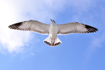 seagulls
