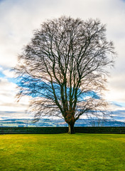 Obraz premium Field,tree and clouds in a blue sky