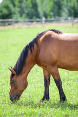 Fototapeta premium Chestnut horse grazing in the meadow. Closeup view