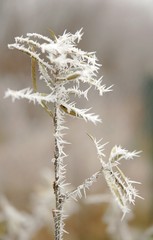 zima szron szadź lód kryształ © JoannaTkaczuk