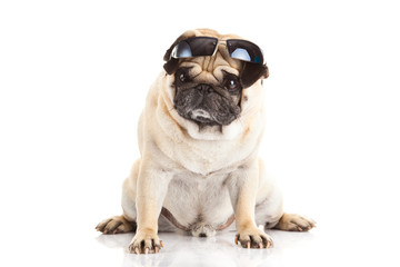 pug dog glasses isolated on white background