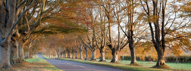 Autumn Colours