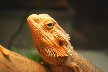 A large brown lizard sitting on a log in the cage