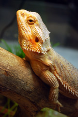 A large brown lizard sitting on a log in the cage