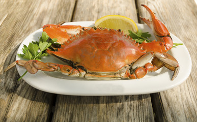 Bulgarian crab