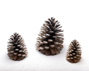 Pine cones