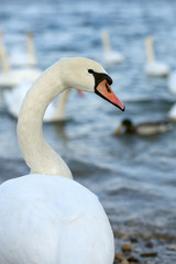 Swan in nature
