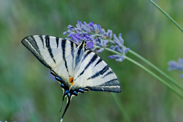 Farfalla su lavanda