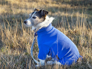 Dog Wearing Blue Jumper Coat