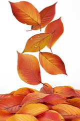 Fototapeta premium 落ち葉/桜