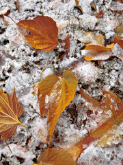 Abstract background of autumn leaves. The first snow.