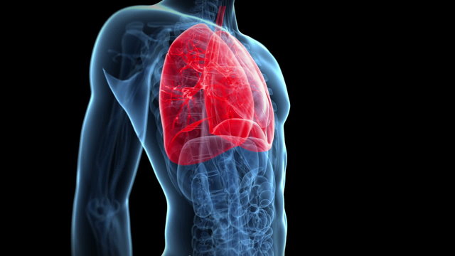 human lung