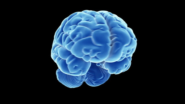 rotational loop of a brain