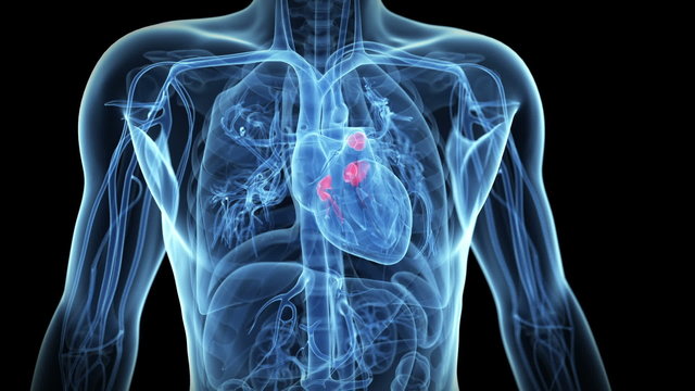 working heart valves