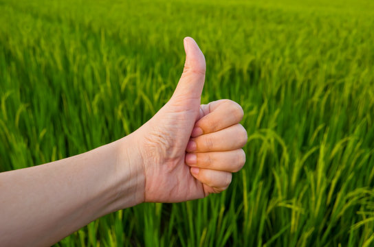 Hand with thumb up infront of green peddy field background