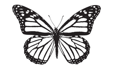butterfly, 나비