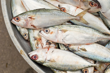 Fresh sardine fish at market