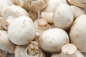 Champignon mushrooms