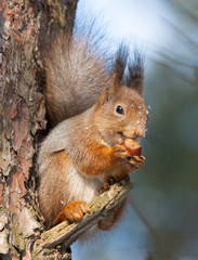 Squirrel on branch of pine tree with a hazelnut