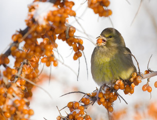 Greenfinch on the branch of Sea-buckthorn
