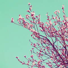 Fototapeta premium Retro Cherry Blossom