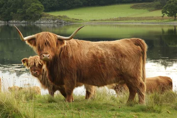 Poster de jardin Highlander écossais Vache des Highlands écossais dans le champ