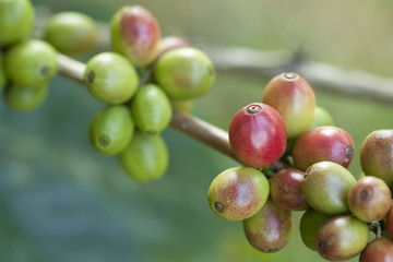 Unripe coffee beans