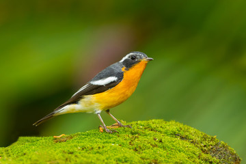 Mugimaki Flycatcher (Ficedula mugimaki) in nature