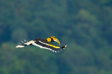 Beautiful wings of Great Hornbill  flying in nature © kajornyot