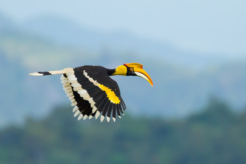 Great Hornbill  flying at Khao Yai National Park © kajornyot