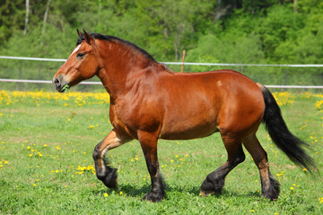 Fototapeta premium Beautiful sorrel horse walks in corral