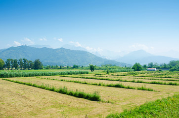 Obraz premium Tomato field on bright summer day