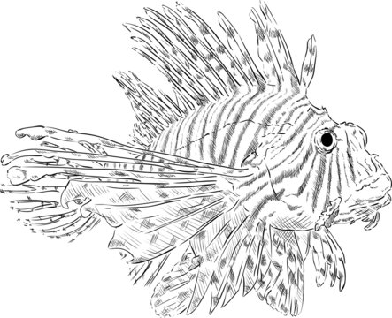 black and white lionfish sketch clip art preview
