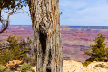 Arizona Grand Canyon Juniper tree trunk texture