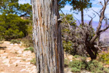 Arizona Grand Canyon Juniper tree trunk texture