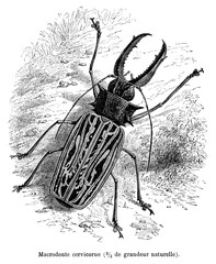 insecte :  Macrodonte Cervicorne