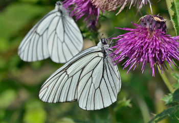 Butterfly (black-weined white) (Aporia crataegi) 3