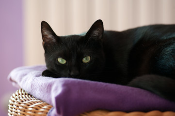 gatto nero © Riccardo Meloni