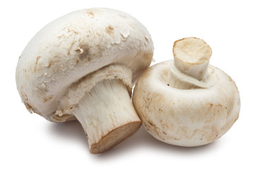 Champignon mushrooms