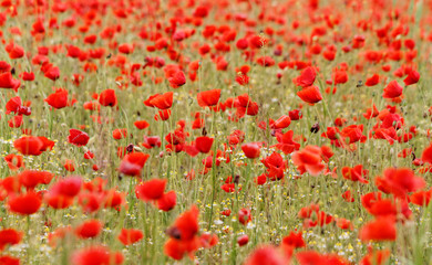 Red poppies