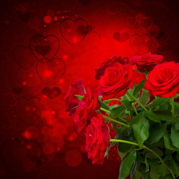 scarlet roses  on dark background